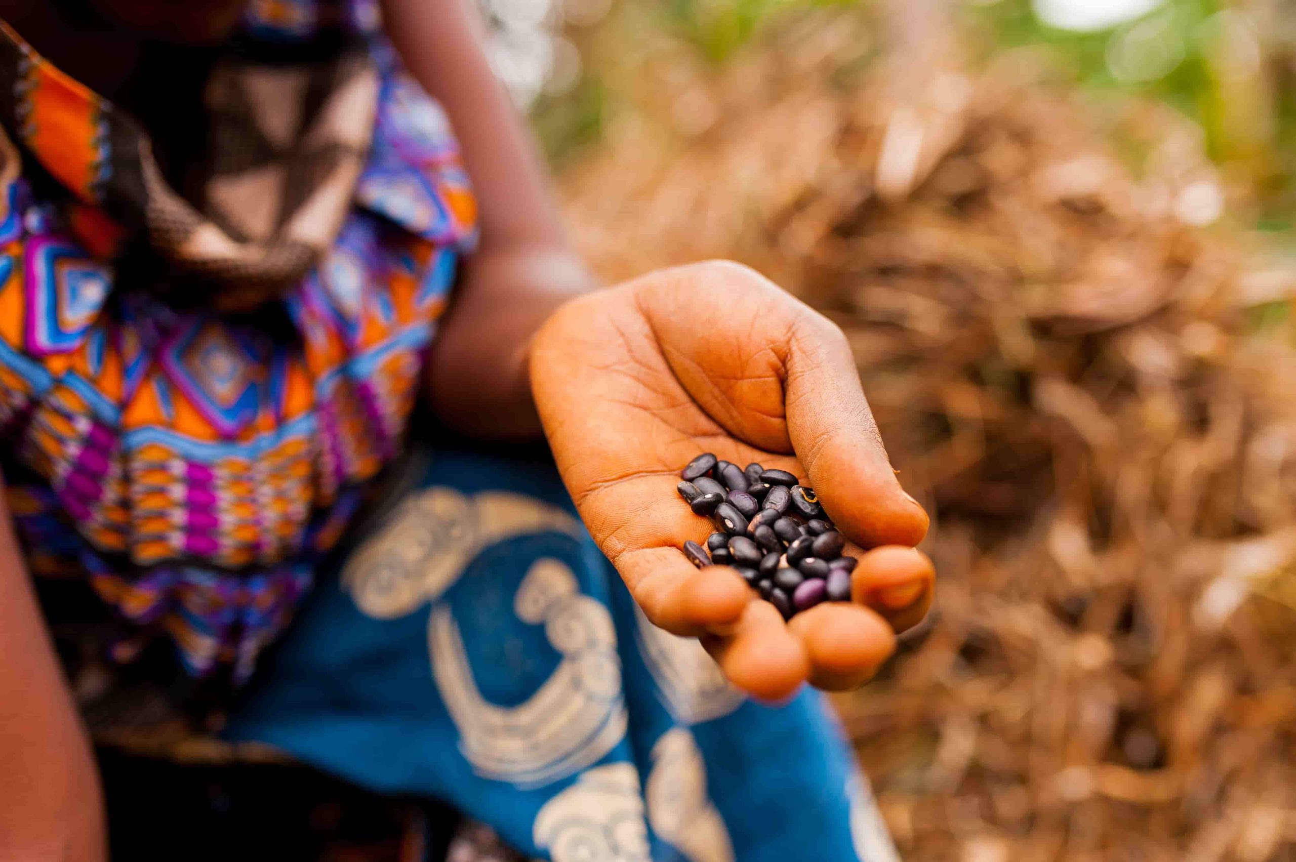 An open hand holding a small pile of dark beans, ready for sowing.