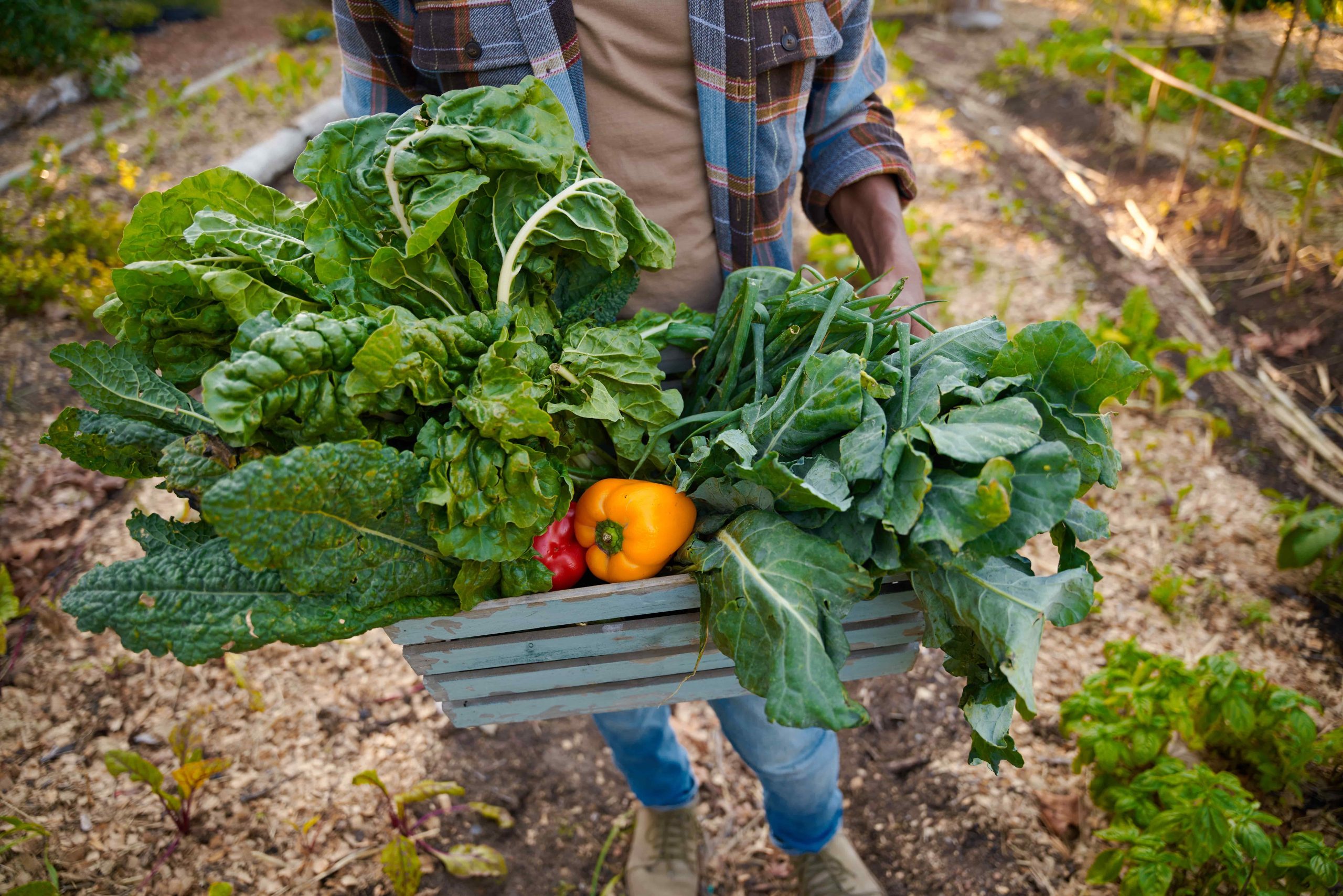 A farmer carrying a wooden crate full of leafy greens and peppers through the garden.
