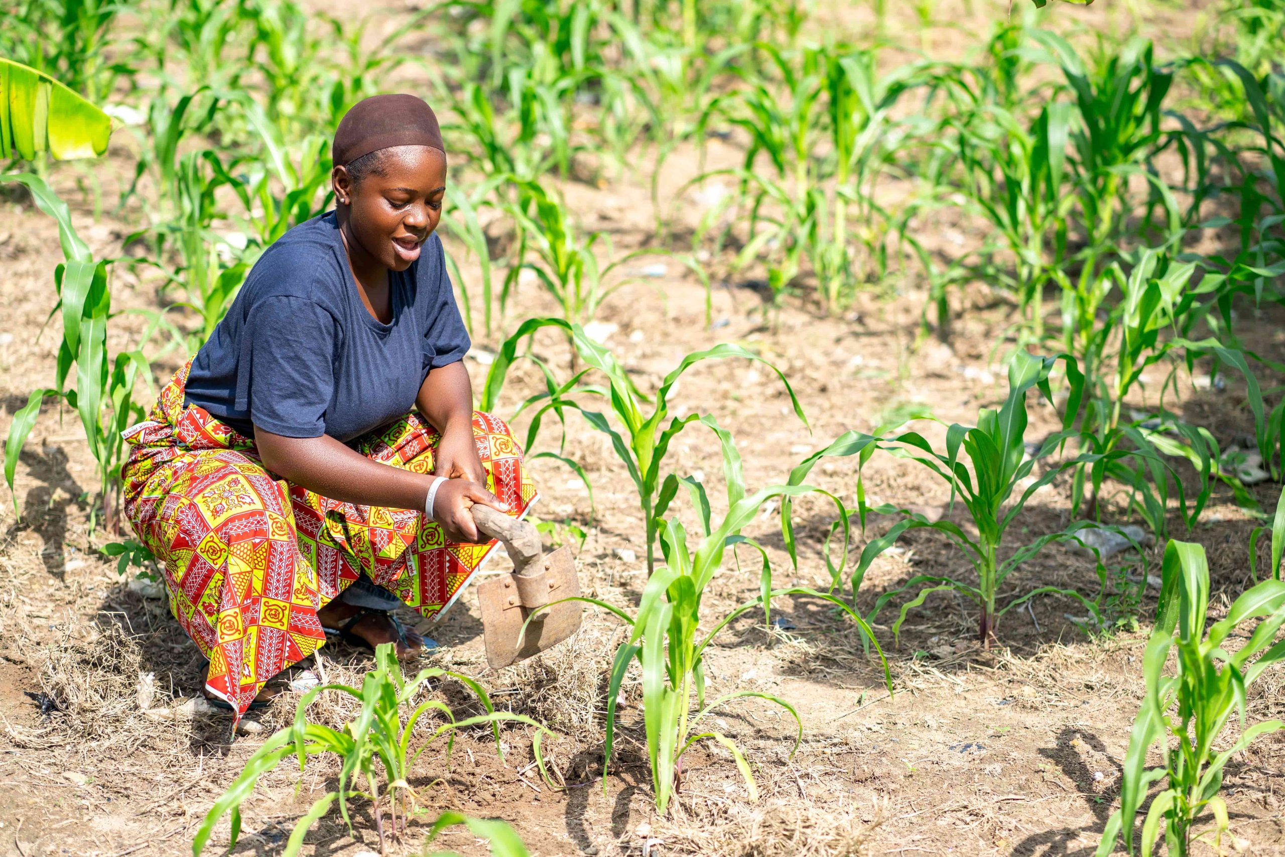 A farmer in a colorful patterned wrap tending rows of young maize with a hand hoe.