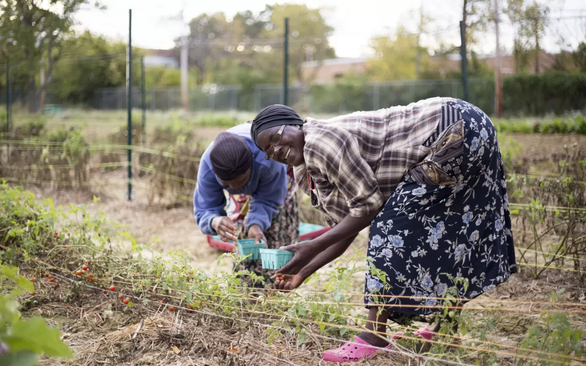 Two women harvesting fresh produce together at the Gosheni farm in Louisville