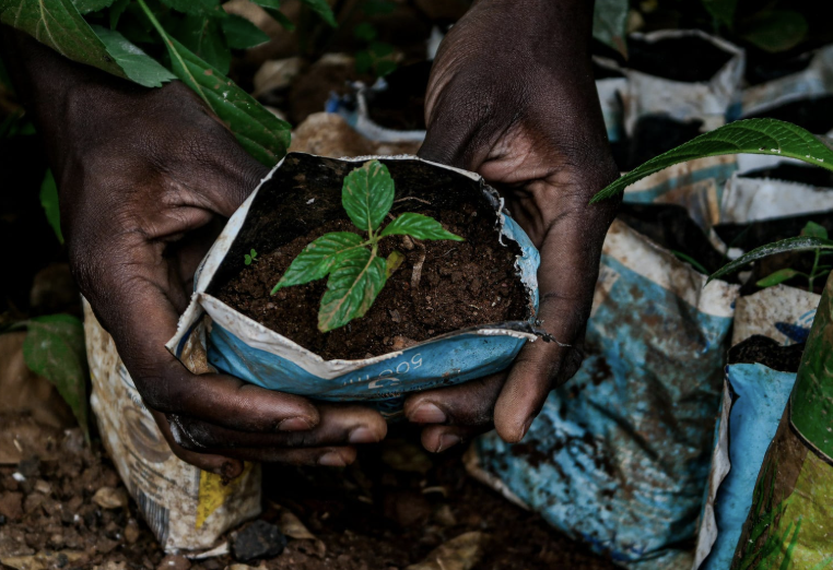 Two hands cradling a young seedling growing in dark soil.