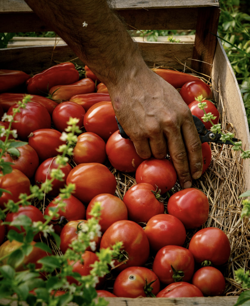 A scene from Gosheni Farm
